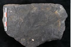 Foto (Detailansicht) von Casuarinites cretaceus Ettingshausen (NHMW-GEO-2024-0188-10237)